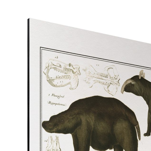 Tableau animaux Tableau Botanique éléphant, zèbre et rhino