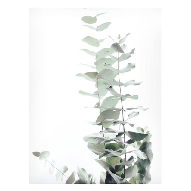 Tableaux magnétiques avec fleurs Eucalyptus dans la lumière blanche