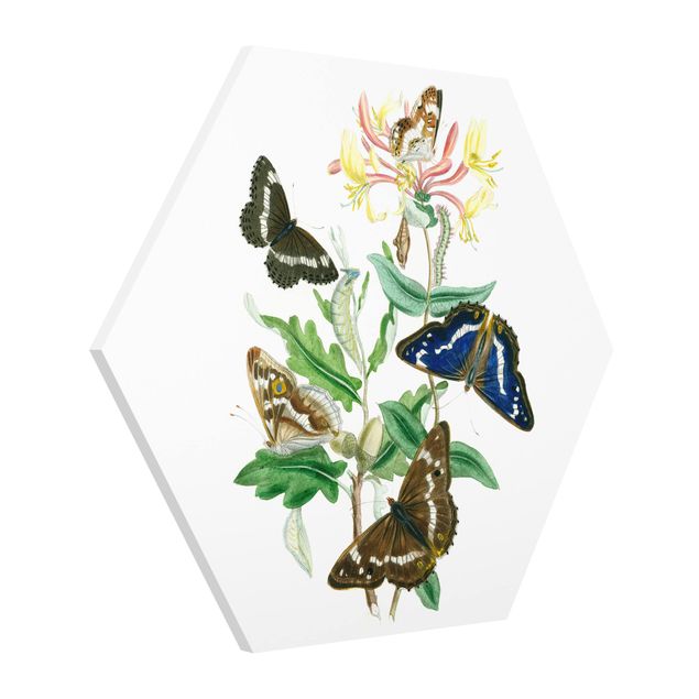 tableaux floraux Papillons britanniques IV