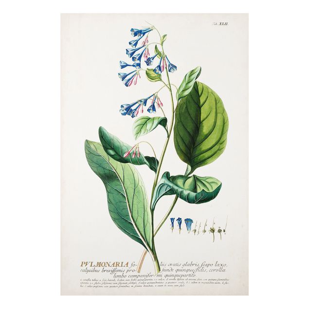 Tableaux fleurs Illustration botanique vintage Pulmonaria