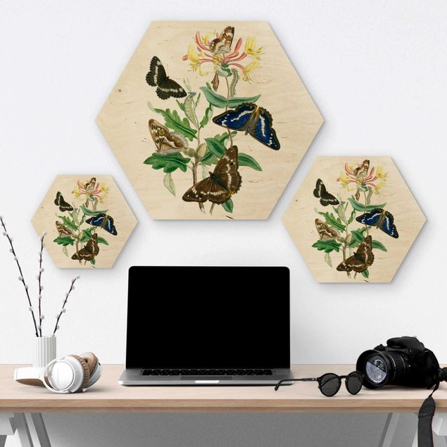 Hexagone en bois - British Butterflies IV