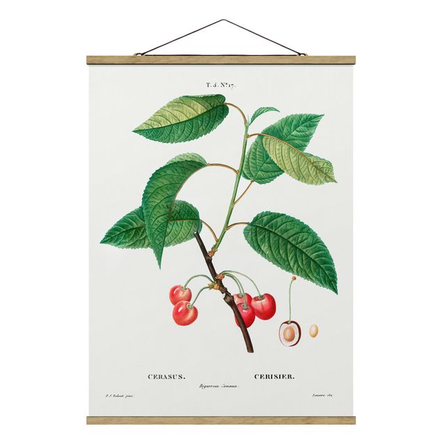 Tableaux fruits Illustration Botanique Vintage Cerises Rouges