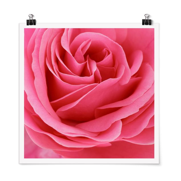 Tableau fleurs Lustful Pink Rose