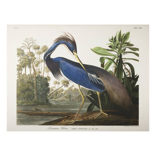 Cadre animaux Tableau Botanique Héron de Louisiane