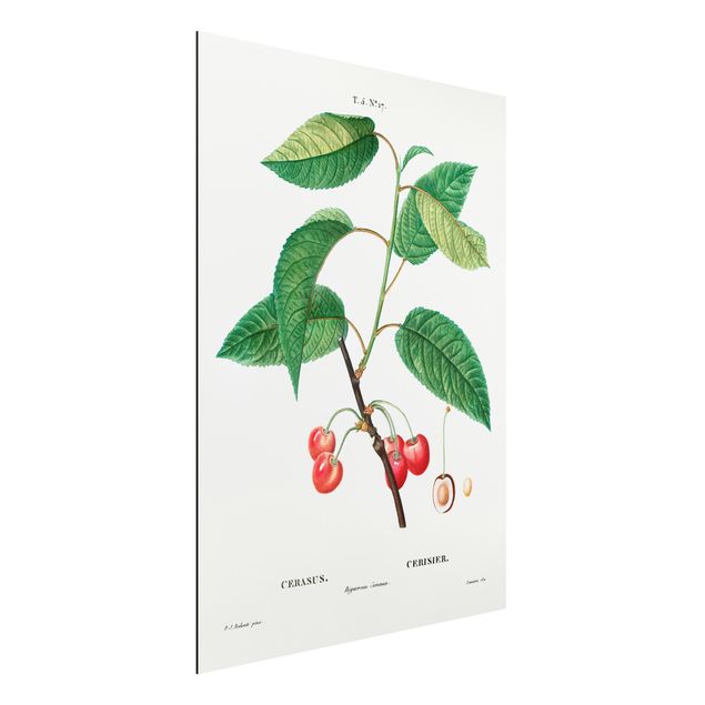 Décorations cuisine Illustration Botanique Vintage Cerises Rouges