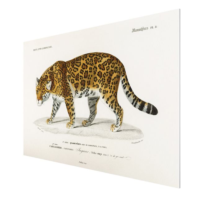 Tableau tigre Tableau Botanique Jaguar