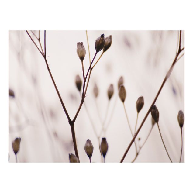 Fonds de hotte - Dark Buds On Wild Flower Twig - Format paysage 4:3