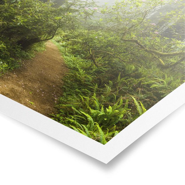 Poster paysage Chemin de forêt brumeux