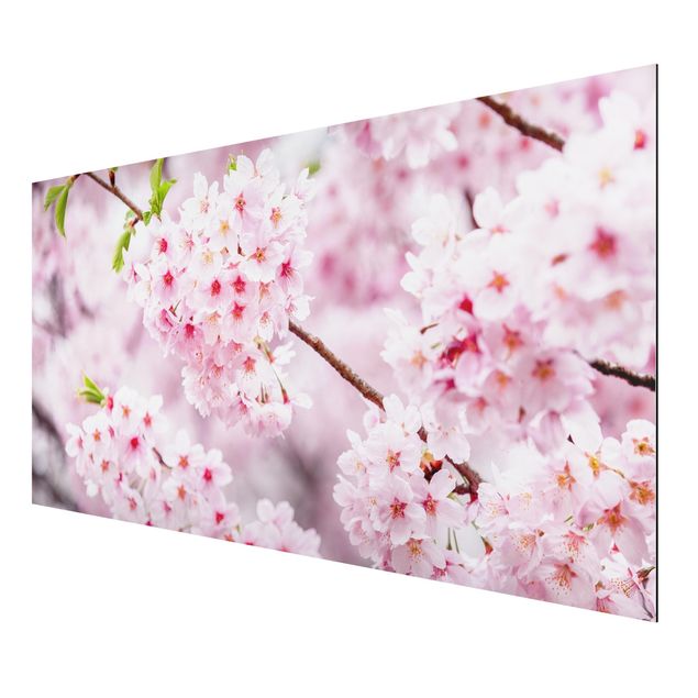 Tableaux modernes Japanese Cherry Blossoms