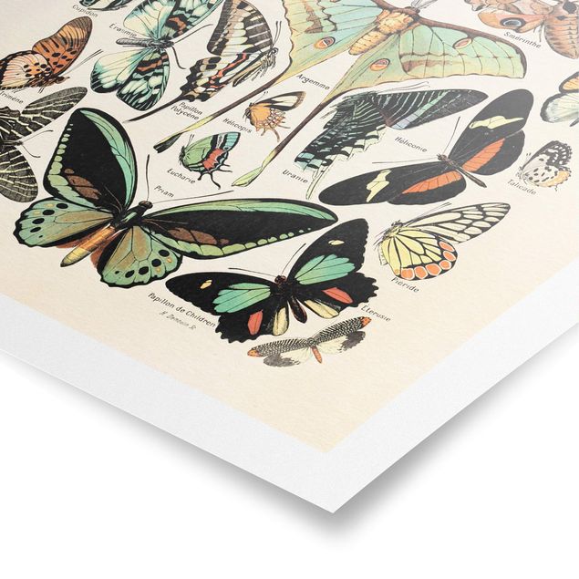 Affiche rétro Tableau Vintage Papillons et phalènes