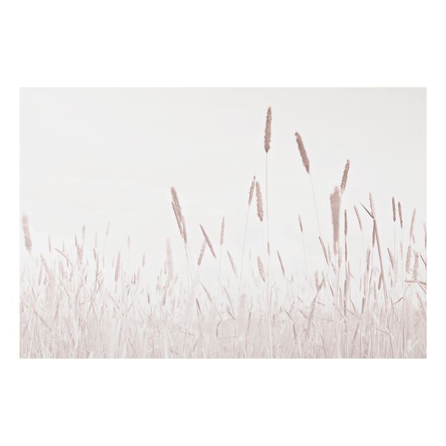 Fonds de hotte - Summerly Reed Grass - Format paysage 3:2