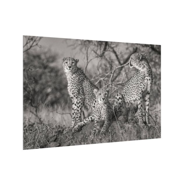 Fond de hotte - Three Cheetahs