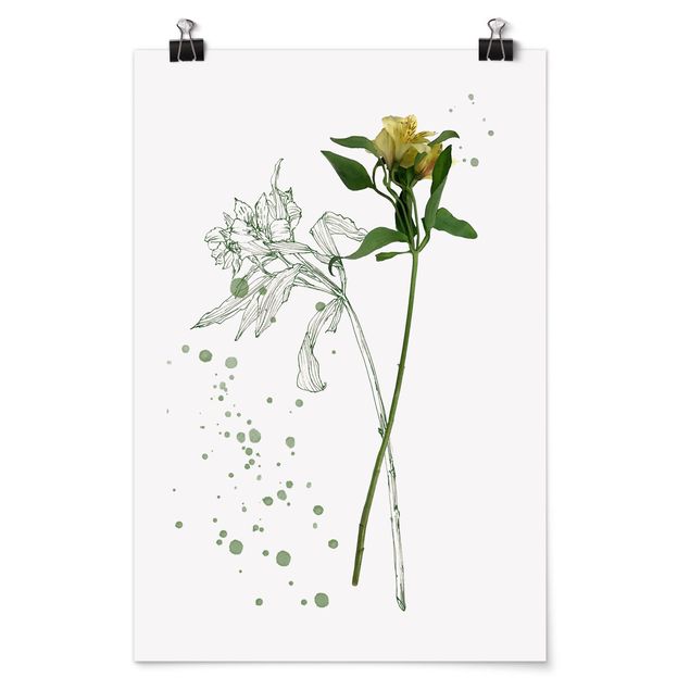 Poster fleurs Botanique à l'aquarelle - Lys