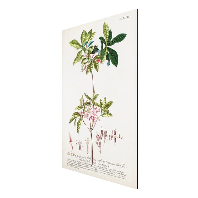 Tableaux vintage Illustration botanique vintage Azalea