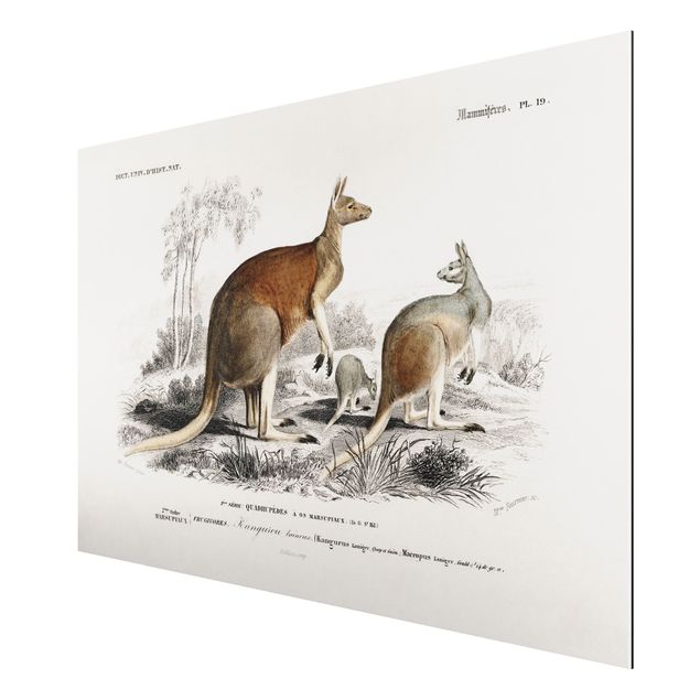 Tableaux animaux Tableau Botanique Kangourou