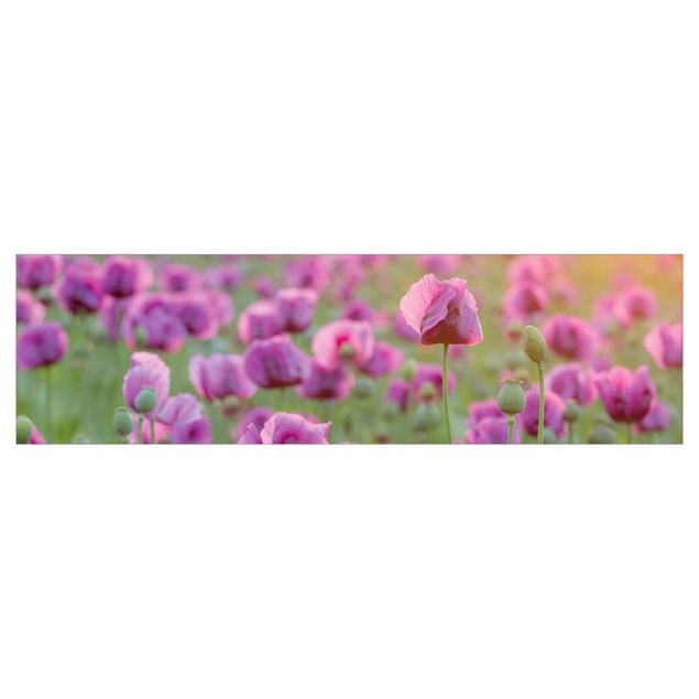 crédence cuisine à coller Prairie de coquelicots violets au printemps