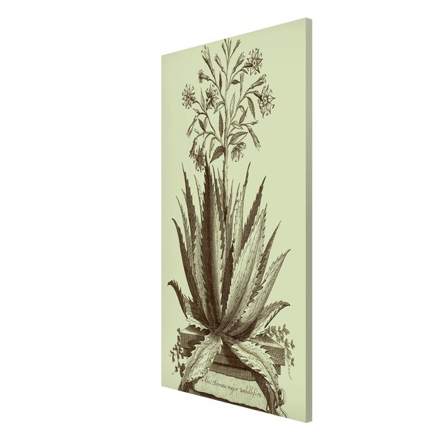 Tableau fleurs Vintage Aloe Serrata