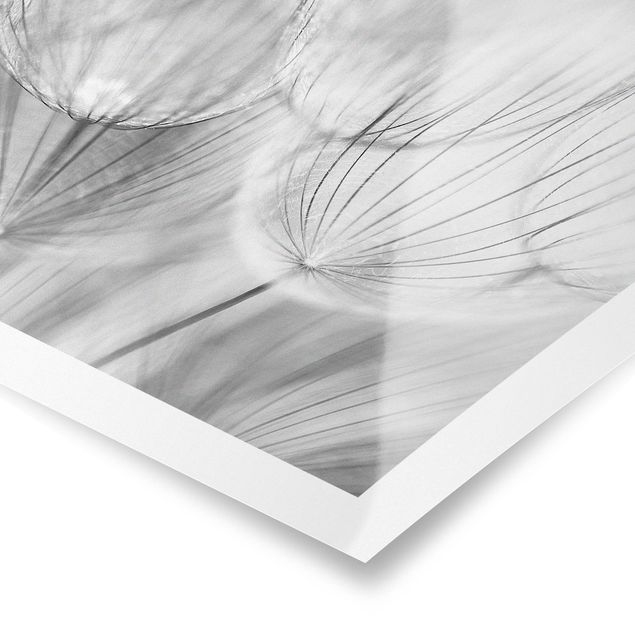 Tableaux noir et blanc Pissenlits en macrophotographie en noir et blanc