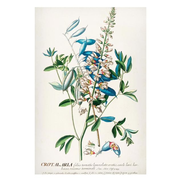 Tableaux magnétiques avec fleurs Illustration vintage botanique Légumes