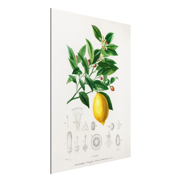 Déco mur cuisine Illustration Botanique Vintage Citron