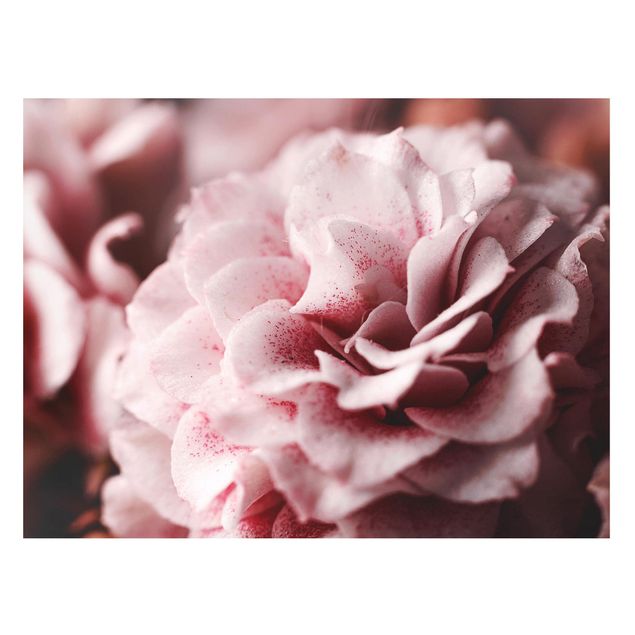 Tableaux magnétiques avec fleurs Rose Pastel Shabby Pink