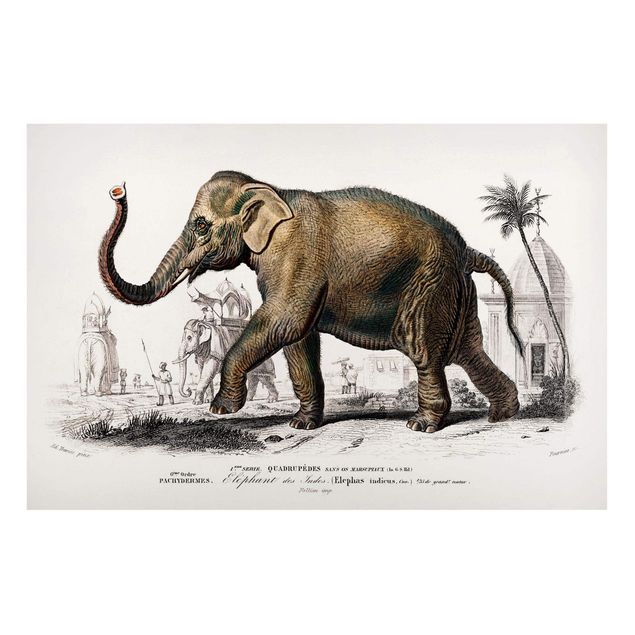 Tableau paysages Tableau Vintage Éléphant