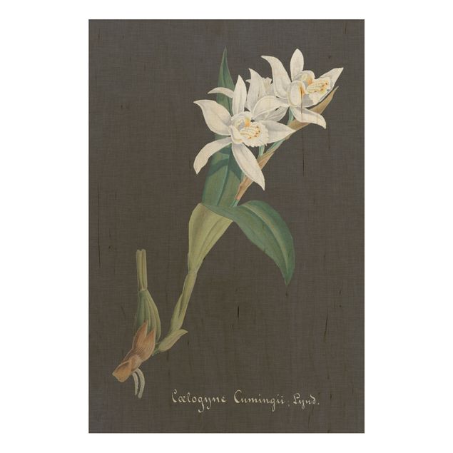Tableaux en bois avec fleurs Orchidée blanche sur lin II