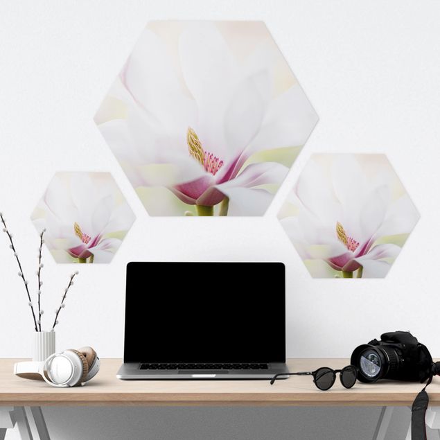 Hexagone en forex - Delicate Magnolia Blossom