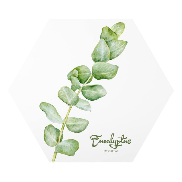 Tableaux forex Botanique à l'aquarelle Eucalyptus