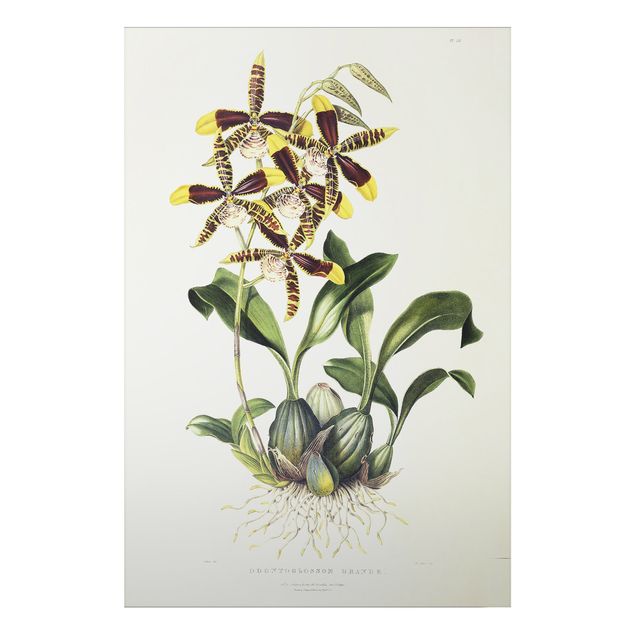 Tableau orchidées Maxim Gauci - Orchidée II