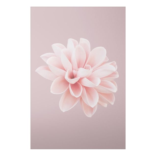 Tableaux modernes Fleur Dahlia Lavande Rose Blanc