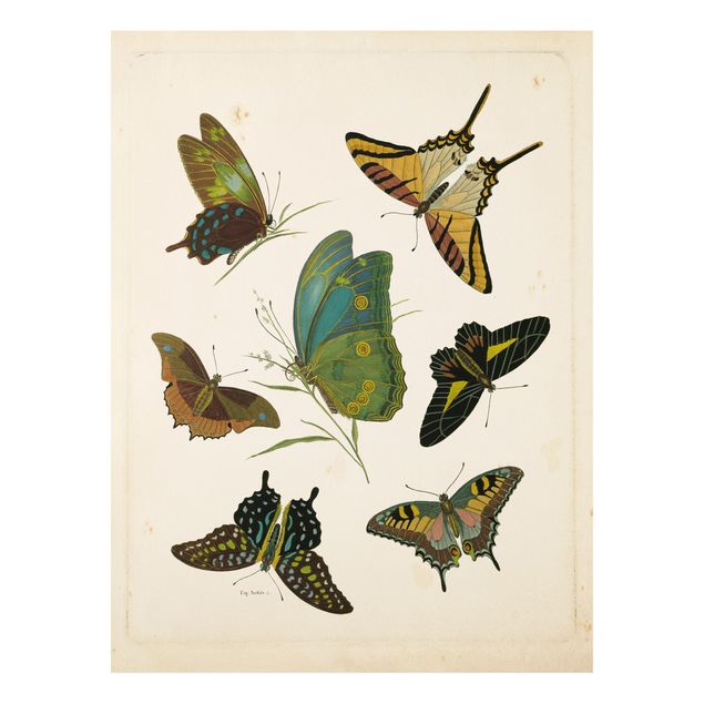 Tableau papillons Illustration vintage Papillons Exotiques