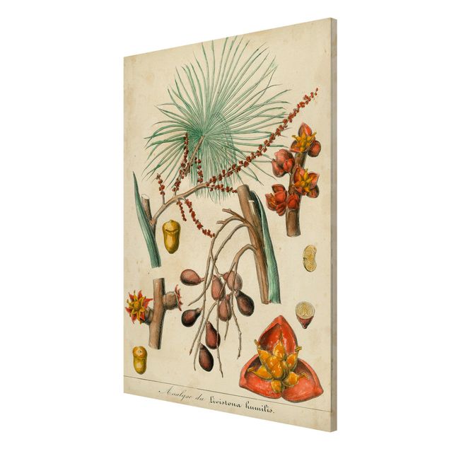 Tableaux fleurs Tableau Vintage Palmiers exotiques III