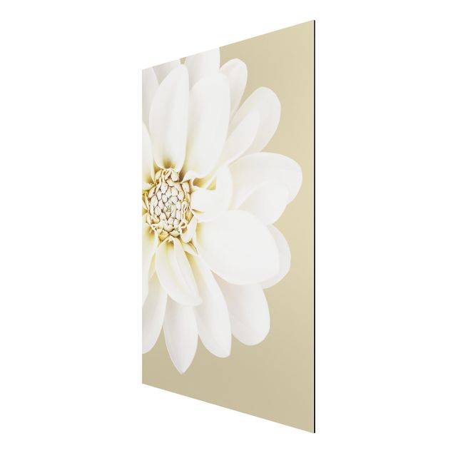 tableaux floraux Dahlia Blanc Couleurs Pastel Sable