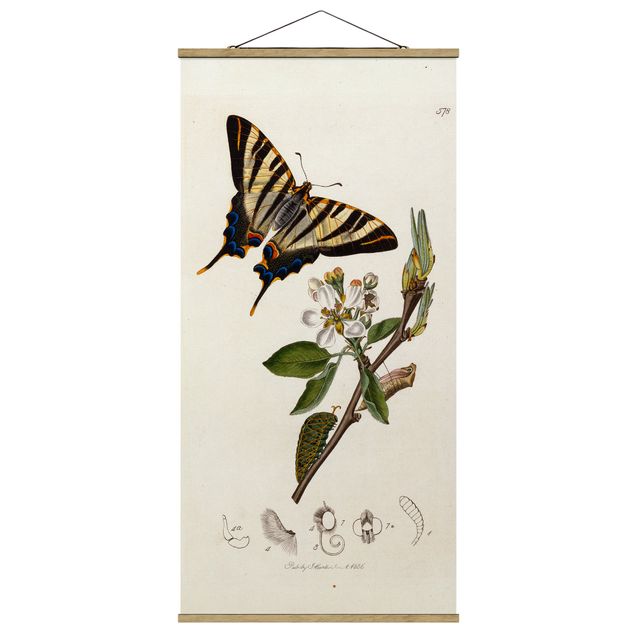 Tableaux modernes John Curtis - Un rare papillon à queue d'hirondelle