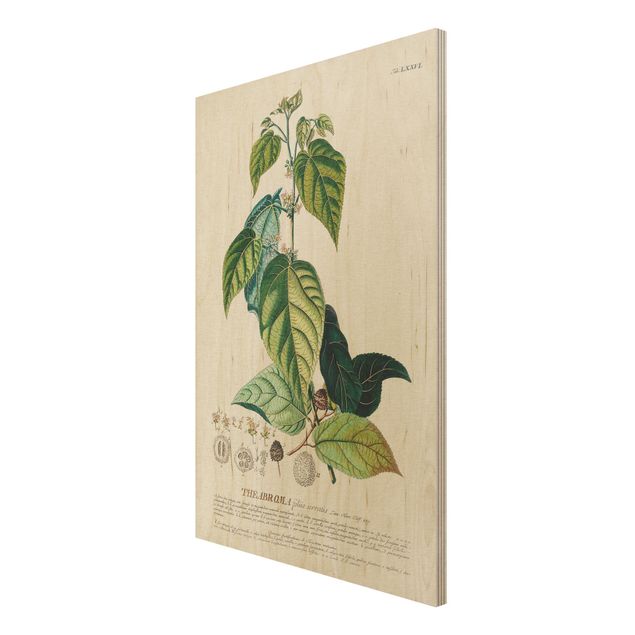 Tableau vintage bois Illustration vintage botanique Cacao