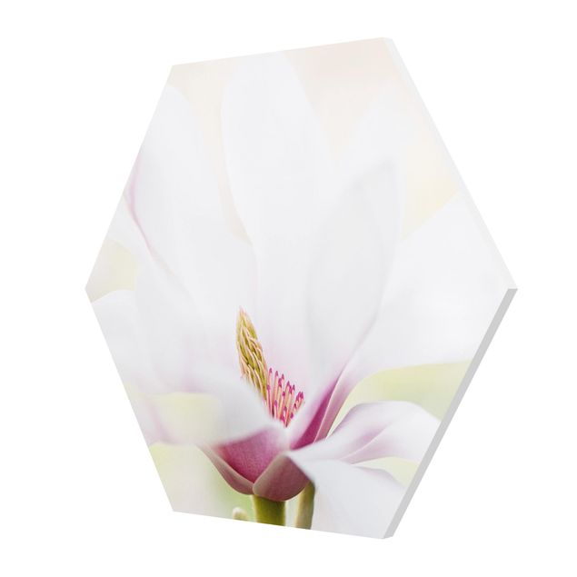 Tableaux Délicate fleur de magnolia