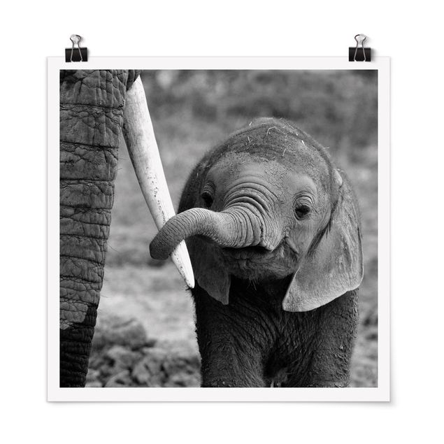 Posters en noir et blanc Bébé Eléphant