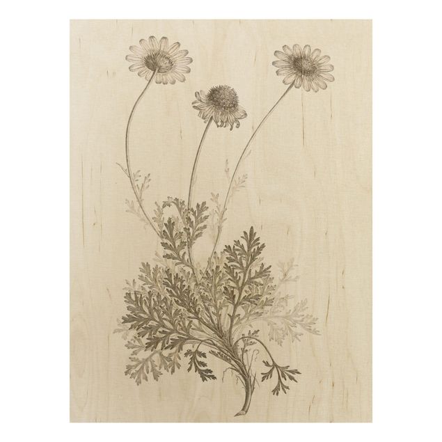 Tableaux en bois avec fleurs Étude botanique en sépia III
