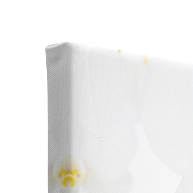 Tableaux muraux Spa Orchid - Orchidée blanche