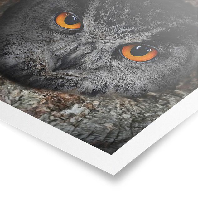 Posters animaux Hibou observant