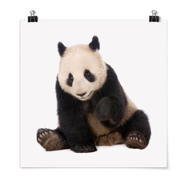 Tableaux moderne Pattes de panda