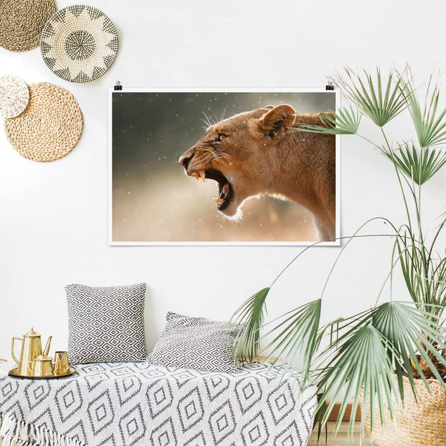 Tableau lion Lionne en chasse