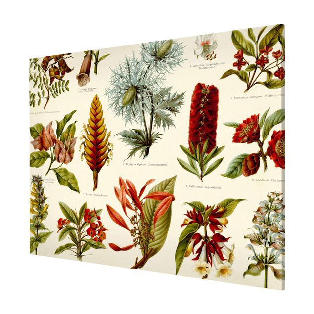 tableaux floraux Tableau Vintage Botanique Tropicale I