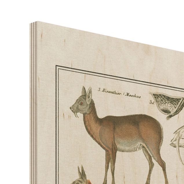 Tableaux en bois Tableau Botanique Girafe, Camel Et IIama