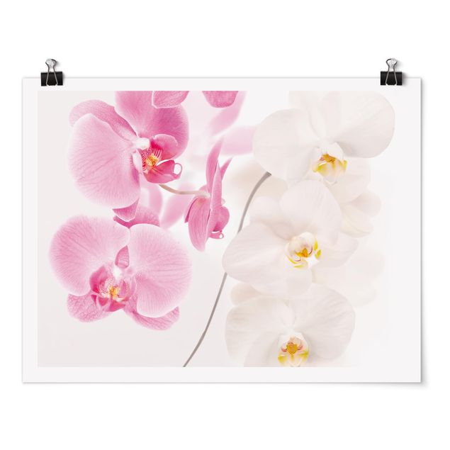 Tableau moderne Orchidées délicates