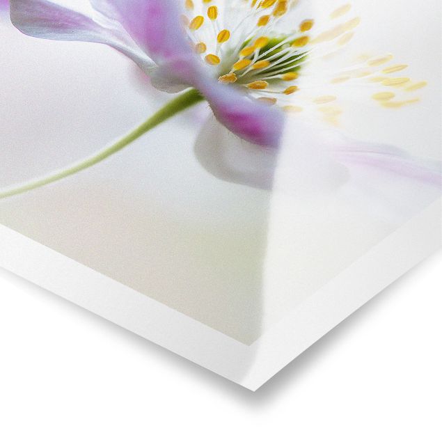 Tableau décoration Fleur de vent en blanc