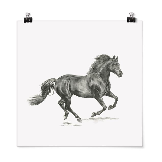 Posters en noir et blanc Cheval sauvage - Étalon