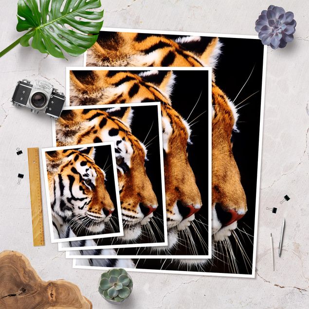 Posters Beauté du tigre