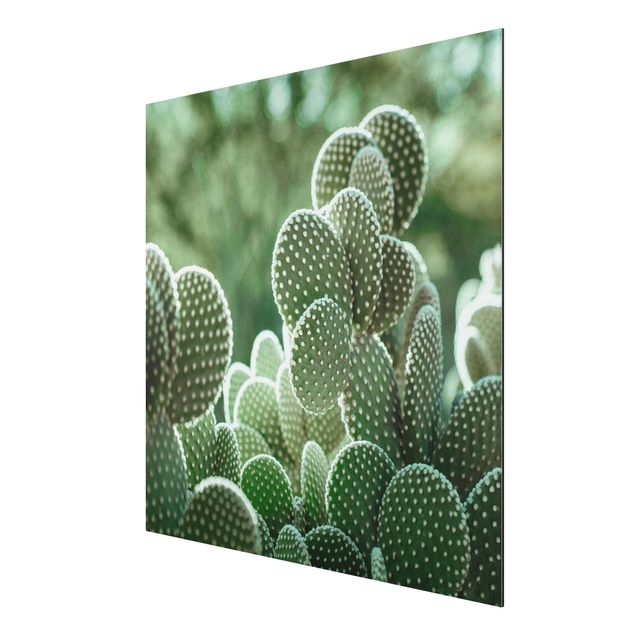 Tableaux fleurs Cactus